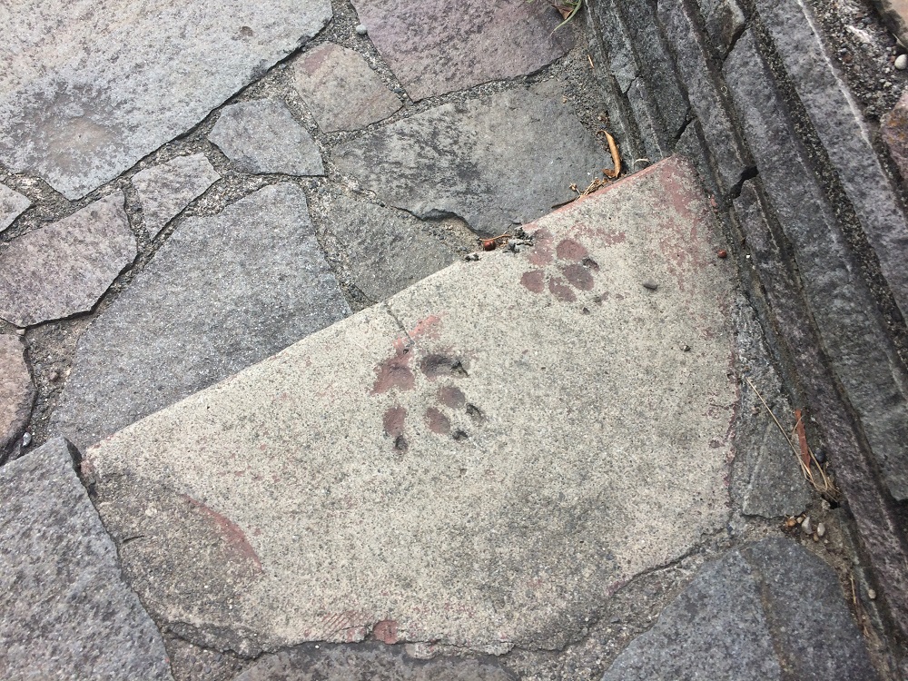 御前崎灯台にある犬の足跡