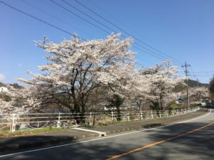 志摩リンの家の前の桜