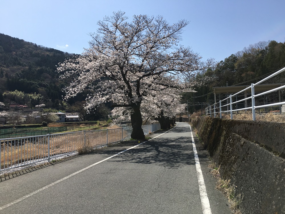 ゆるキャンの聖地身延の桜を見てきました！