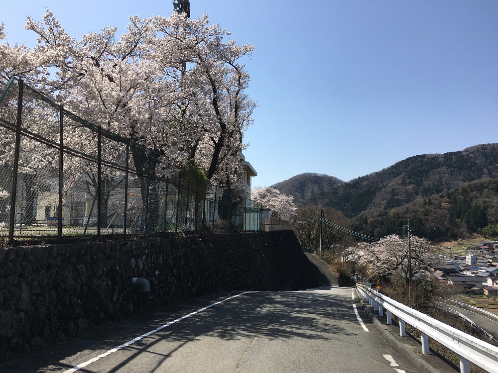身延高校前の桜