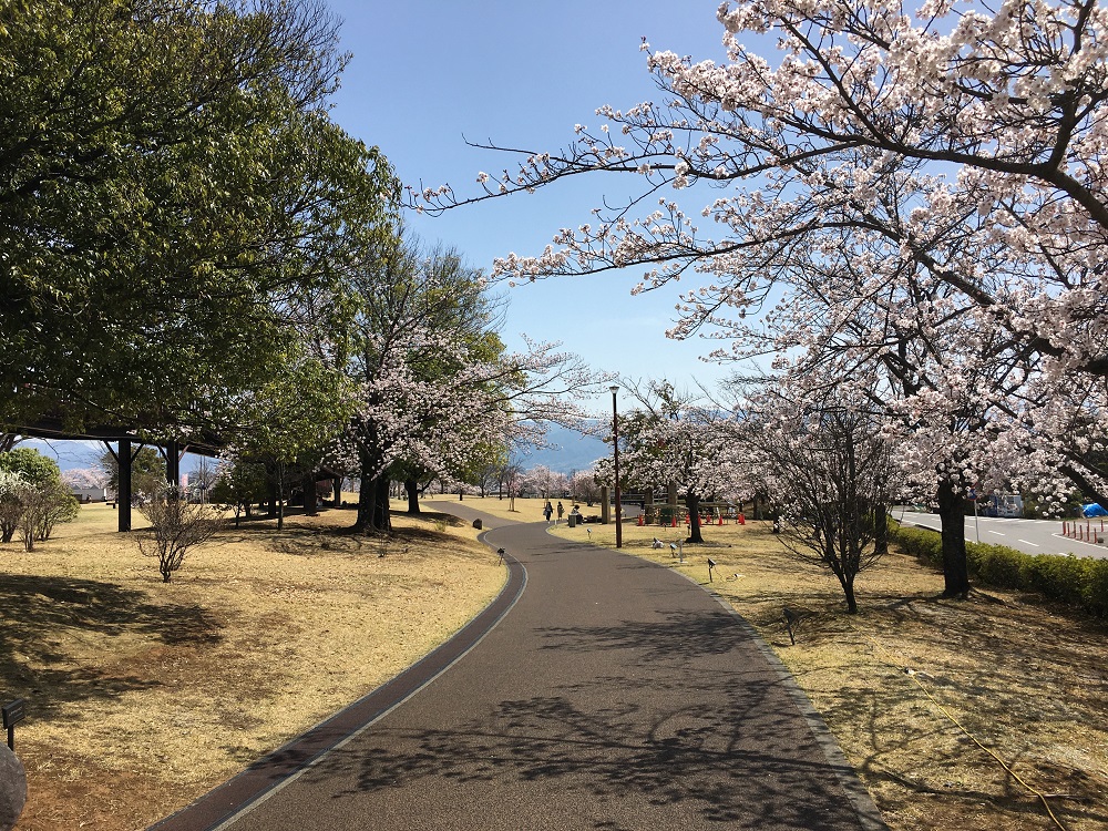 ドラゴンパークの桜並木