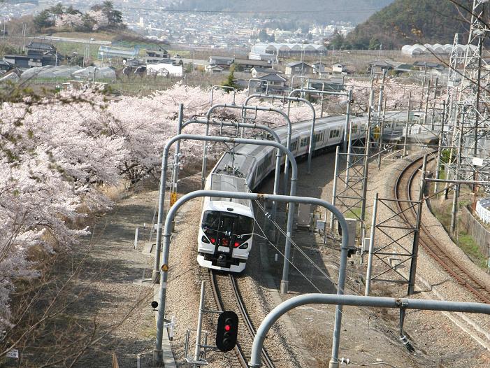 甚六桜と電車