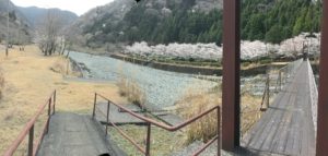 佐野川河川公園の桜と橋