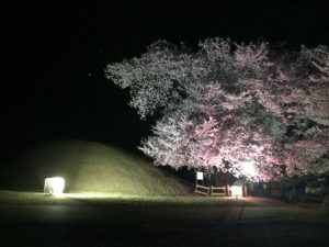 ふるさと公園の夜桜
