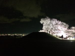 ふるさと公園の夜桜2