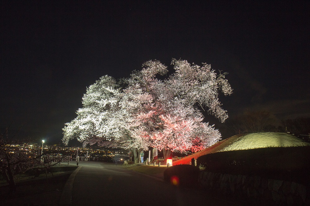 八代ふるさと公園の夜桜