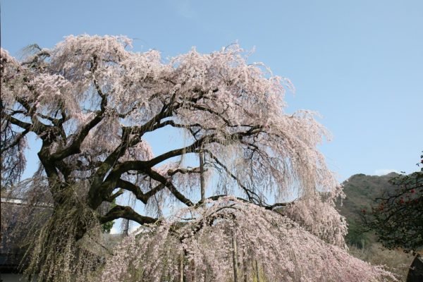 慈雲寺の桜