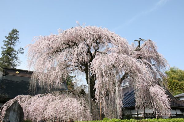 慈雲寺の桜2