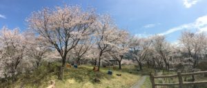 うつぶな公園の桜