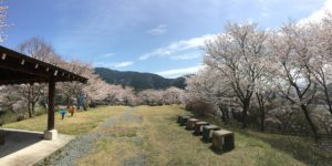 うつぶな公園の桜景色
