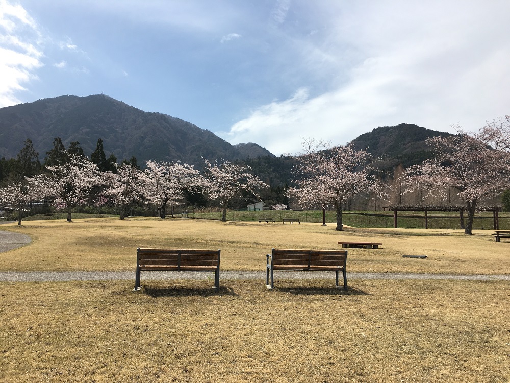 富士川クラフトパーク桜と椅子