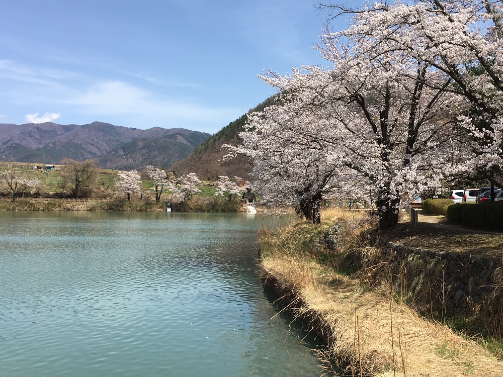 矢木羽湖公園の桜